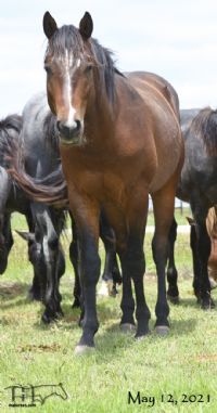 Smokin Sass's 2019 Bay Roan Stallion